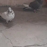 کبوتر کاکولی به فروش میرسد|پرنده|روانسر, |دیوار