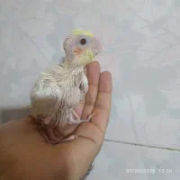 جوجه عروس هلندی