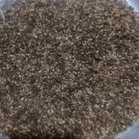 کنجد درجه یک