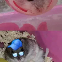 دوعددهمستر|موش و خرگوش|نسیم‌شهر, |دیوار