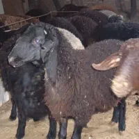 بره برای کشتار