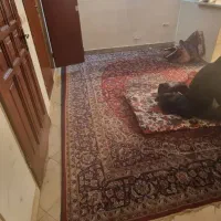 فرش ۱۲متری|فرش|تهران, خزانه|دیوار