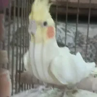 عروس هلندی زیبا و سالم|پرنده|فردیس, فردیس|دیوار