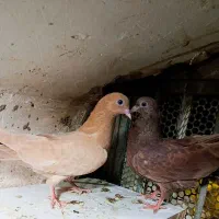 کبوتر پلی کویتی کلافه