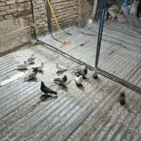 کبوتر|پرنده|شهریار, اسد‌آباد|دیوار