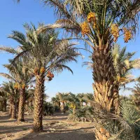 تور کویر مرنجاب