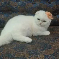 گربه اسکاتیش