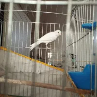 قناری نر|پرنده|ششده و قره بلاغ, |دیوار