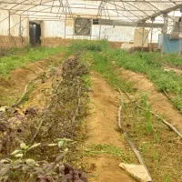 گلخانه|عمده‌فروشی|سبزوار, چهارراه فرودگاه|دیوار