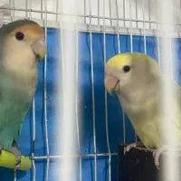 جوجه سرلاکی رنگ خاص|پرنده|مشهد, انصار|دیوار