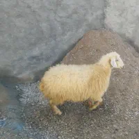 گوسفند بره|حیوانات مزرعه|کرمانشاه, |دیوار