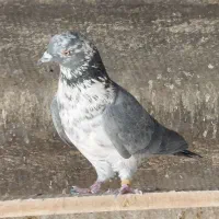 کبوتر پرشی|پرنده|ری, بیبی شهر بانو|دیوار