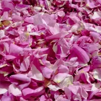 گل سرخ(گل محمدی)
