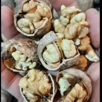 گردو درجه یک