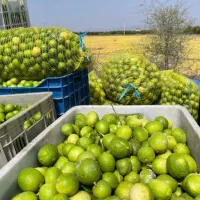 آبلیمو جهرم محصول باغ شخصی بطری یکونیم لیتری|خوردنی و آشامیدنی|شیراز, قصرالدشت|دیوار