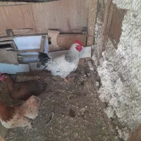 خروس|حیوانات مزرعه|رشت, معلولین|دیوار