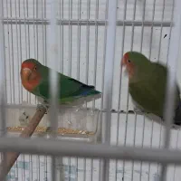 ۴عدد کوتوله صورت هلویی فروشی|پرنده|تربت جام, معدآباد|دیوار