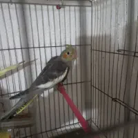 عروس هلندی از۲ماهه الی بالغ