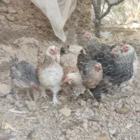 مرغ برهما|پرنده|مشهد, کلاکوب|دیوار