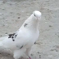 کفتر سفید کاکولی مهر خالپیس  کاکولی|پرنده|گرگان, |دیوار