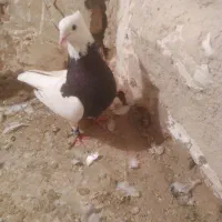 سلام چنتا طوقی فروشی نر ماده