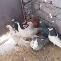 حیون بوم|پرنده|نیشابور, فضل|دیوار