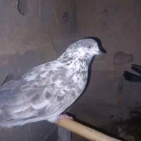 کبوتر پرشی|پرنده|گمیشان, |دیوار