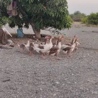 جوجه غاز رودان