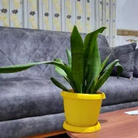 گل طبیعی سانسوریا پایه بلند و کوتاه|گل و گیاه طبیعی|روانسر, |دیوار