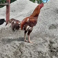 خروس لاری افغان