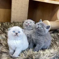 شهر گربه اسکاتیش