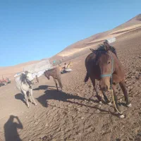 مادیان بی قرار