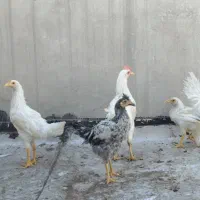 مرغ بومی|حیوانات مزرعه|اصفهان, آفاران|دیوار