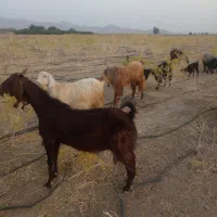 بز مخصوص داشت درجه یک