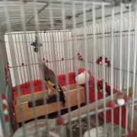 سهره دورگ|پرنده|شیراز, کوشک میدان|دیوار