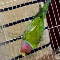 طوطی ملنگو|پرنده|کرمان, |دیوار