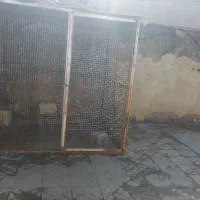 قغس پرنده مرغ وحیوان