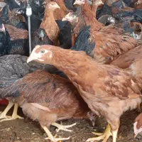 جوجه سه۳ماه گلپایگان ی جهاد ی مرغ