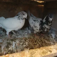 کله دمسبز|پرنده|بروجرد, |دیوار