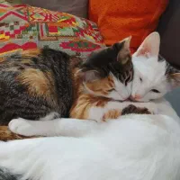 واگذاری رایگان گربه خانگی DSH