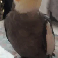 پرنده گمشده