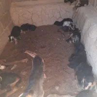 کهره شیری|حیوانات مزرعه|طسوج, |دیوار