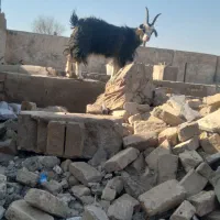 یک عدد کولار ۲ ساله و یه بزغاله نر|حیوانات مزرعه|آران و بیدگل, |دیوار