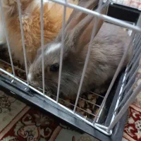 خرگوش لوپ|موش و خرگوش|مشهد, شهرک مهرگان|دیوار