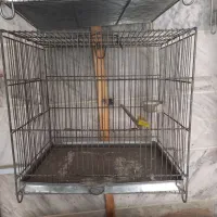 تعدادی قفس سهره وتعدادی سهره تولک