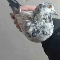 کفتر نر قاره مست مست غریب گیری روی بلندی