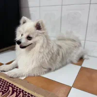 سگ پامر8ماهه نر