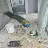 طاووس مصری جاوا نر و ماده