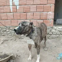 سگ نژاد افغان نر