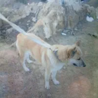 سگ نگهبان زرنگ وباهوش وزیبا|سگ|تربتحیدریه, کاشانی|دیوار